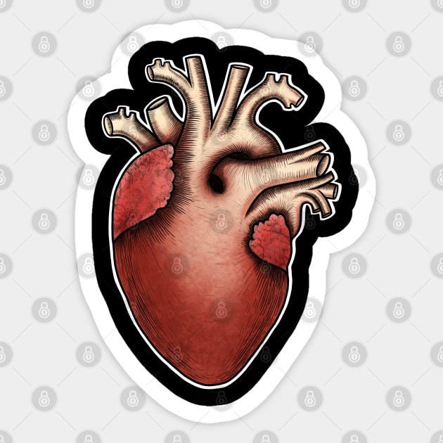 Human heart anatomy ,i love my heart Sticker by Artardishop